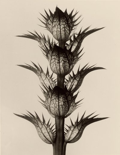  by Karl Blossfeldt