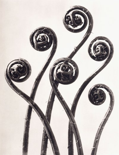 Adiantum Pedatum - Amerikan Maidenhair Eğreltiotu, Genç toplanmış yapraklar Sekiz Kez Büyütülmüş by Karl Blossfeldt