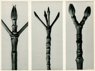 Cornus Nuttallii,1929 (fotogravür) by Karl Blossfeldt
