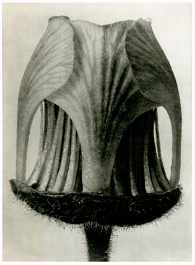 Geum Rivale. 1929 (fotogravür) by Karl Blossfeldt