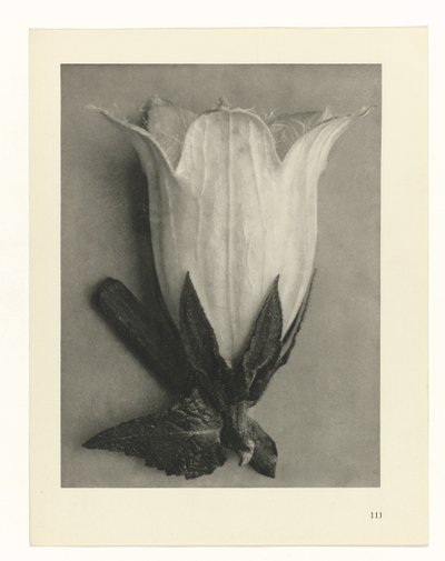 Bitki Çalışmaları Sanatın arketipleri: bitkilerin fotoğrafik görüntüleri (seri başlığı) by Karl Blossfeldt