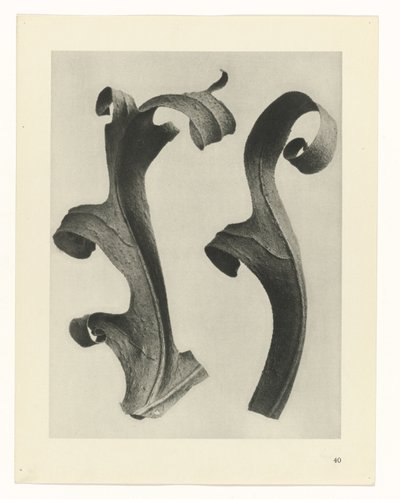 Bitki Çalışmaları Sanatın arketipleri: bitkilerin fotoğrafik görüntüleri (seri başlığı) by Karl Blossfeldt