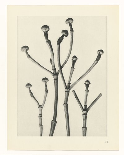 Bitki Çalışmaları Sanatın arketipleri: bitkilerin fotoğrafik görüntüleri (seri başlığı) by Karl Blossfeldt