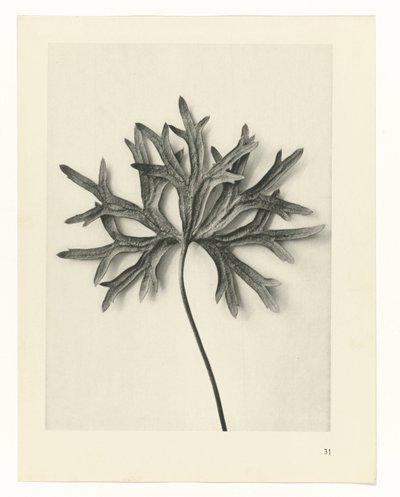 Bitki Çalışmaları Sanatın arketipleri: bitkilerin fotoğrafik görüntüleri (seri başlığı) by Karl Blossfeldt