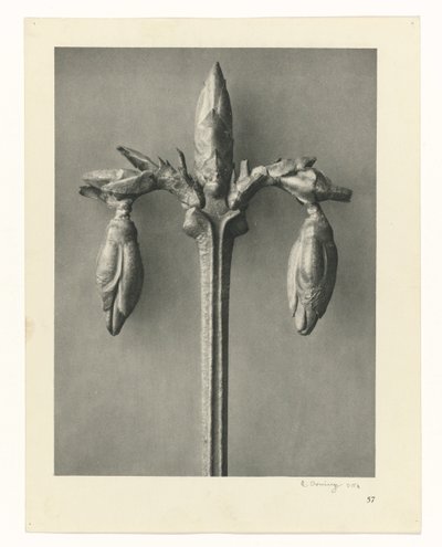Bitki Çalışmaları Sanatın arketipleri: bitkilerin fotoğrafik görüntüleri (seri başlığı) by Karl Blossfeldt