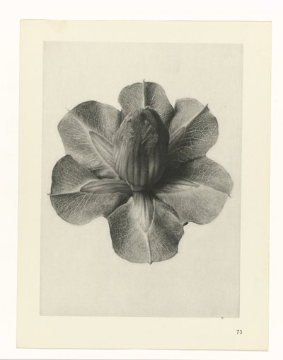 Bitki Çalışmaları Sanatın arketipleri: bitkilerin fotoğrafik görüntüleri (seri başlığı) by Karl Blossfeldt