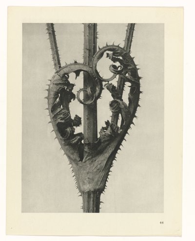 Bitki Çalışmaları Sanatın arketipleri: bitkilerin fotoğrafik görüntüleri (seri başlığı) by Karl Blossfeldt