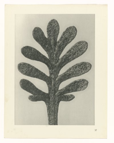 Bitki Çalışmaları Sanatın arketipleri: bitkilerin fotoğrafik görüntüleri (seri başlığı) by Karl Blossfeldt