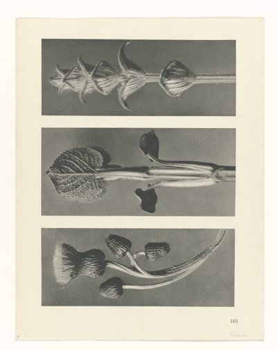 plan çalışması Sanat Arketipleri (dizi başlığı) by Karl Blossfeldt