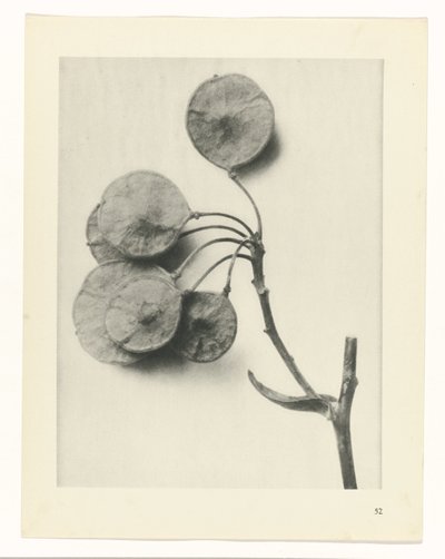 plan çalışması Sanat Arketipleri (dizi başlığı) by Karl Blossfeldt