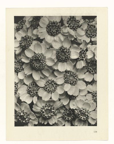 plan çalışması Sanat Arketipleri (dizi başlığı) by Karl Blossfeldt