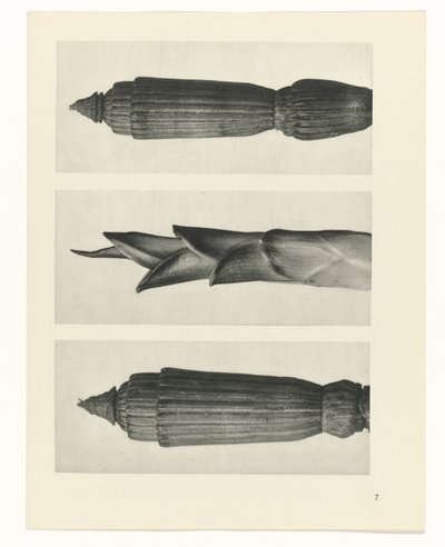 plan çalışması Sanat Arketipleri (dizi başlığı) by Karl Blossfeldt
