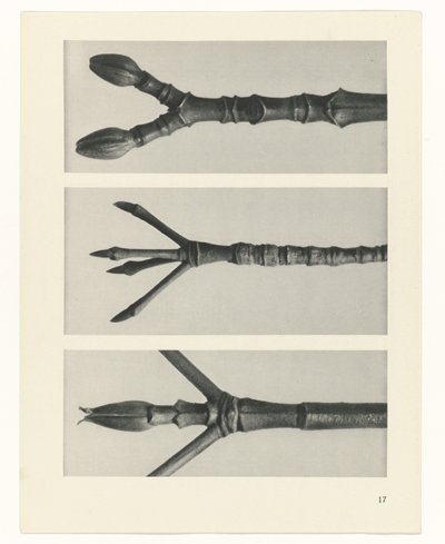 plan çalışması Sanat Arketipleri (dizi başlığı) by Karl Blossfeldt