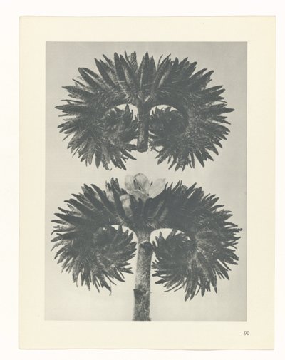plan çalışması Sanat Arketipleri (dizi başlığı) by Karl Blossfeldt