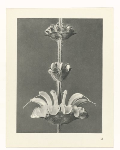 plan çalışması Sanat Arketipleri (dizi başlığı) by Karl Blossfeldt
