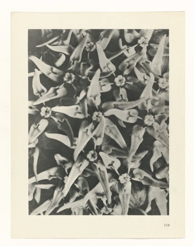 plan çalışması Sanat Arketipleri (dizi başlığı) by Karl Blossfeldt