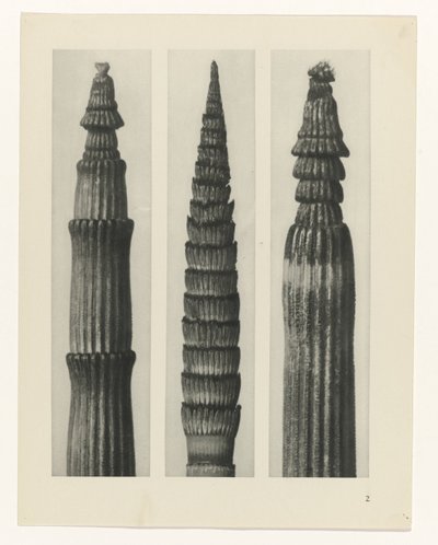 plan çalışması Sanat Arketipleri (dizi başlığı) by Karl Blossfeldt
