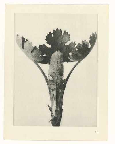 plan çalışması Sanat Arketipleri (dizi başlığı) by Karl Blossfeldt