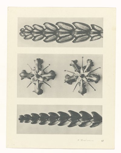plan çalışması Sanat Arketipleri (dizi başlığı) by Karl Blossfeldt
