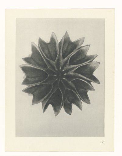 plan çalışması Sanat Arketipleri (dizi başlığı) by Karl Blossfeldt