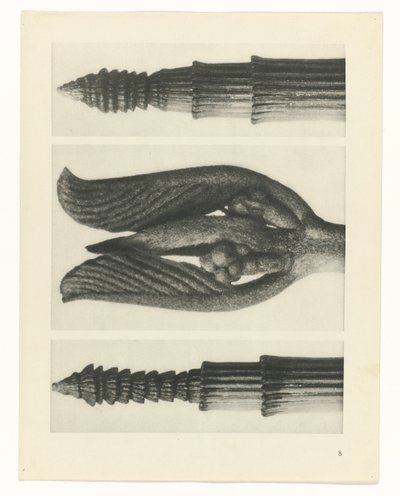 plan çalışması Sanat Arketipleri (dizi başlığı) by Karl Blossfeldt