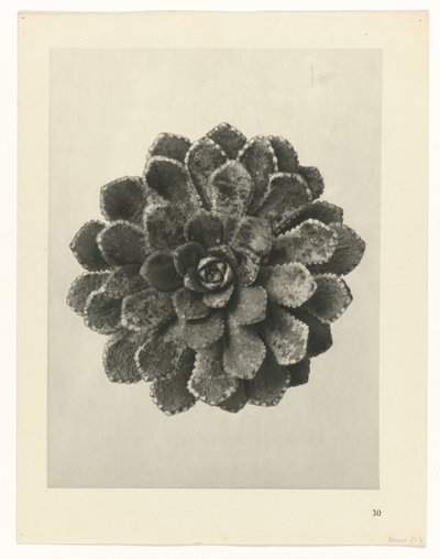 plan çalışması Sanat Arketipleri (dizi başlığı) by Karl Blossfeldt
