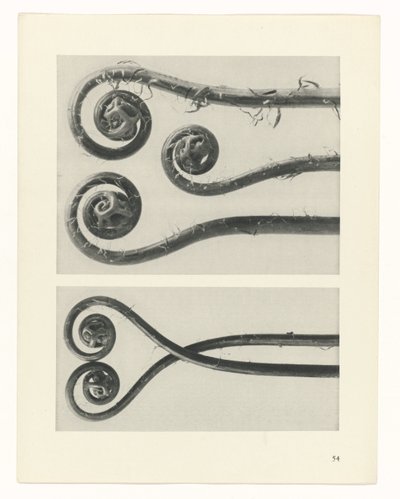 plan çalışması Sanat Arketipleri (dizi başlığı) by Karl Blossfeldt