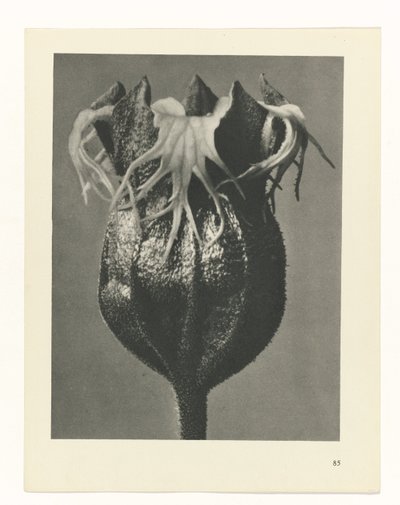 plan çalışması Sanat Arketipleri (dizi başlığı) by Karl Blossfeldt
