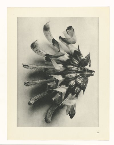 plan çalışması Sanat Arketipleri (dizi başlığı) by Karl Blossfeldt