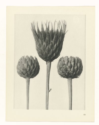 plan çalışması Sanat Arketipleri (dizi başlığı) by Karl Blossfeldt