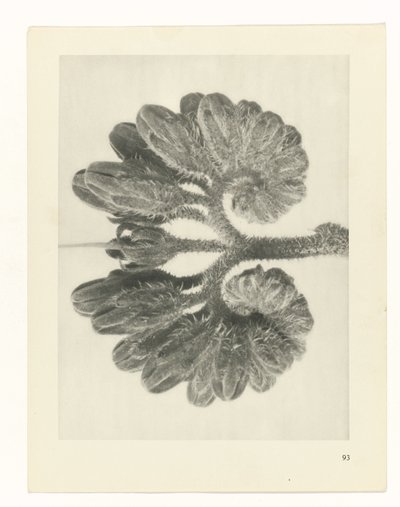 plan çalışması Sanat Arketipleri (dizi başlığı) by Karl Blossfeldt