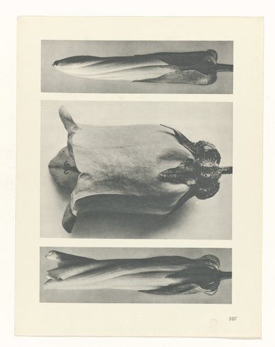 plan çalışması Sanat Arketipleri (dizi başlığı) by Karl Blossfeldt