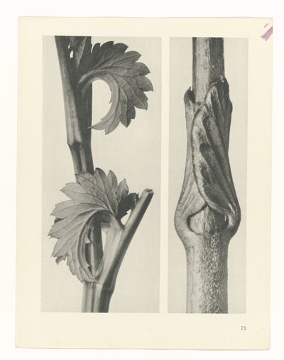 plan çalışması Sanat Arketipleri (dizi başlığı) by Karl Blossfeldt