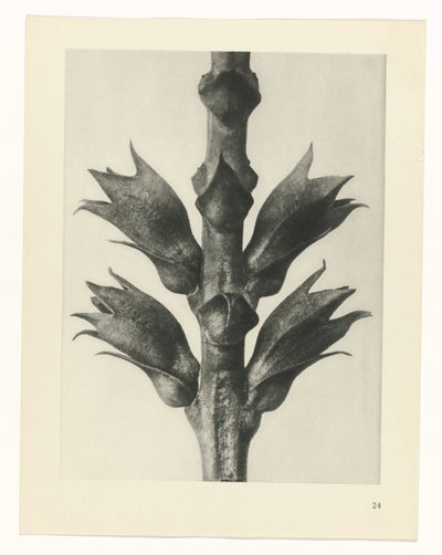 plan çalışması Sanat Arketipleri (dizi başlığı) by Karl Blossfeldt
