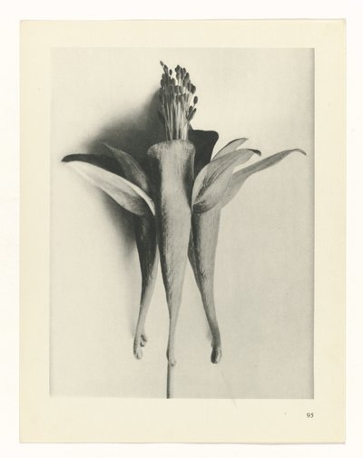 plan çalışması Sanat Arketipleri (dizi başlığı) by Karl Blossfeldt