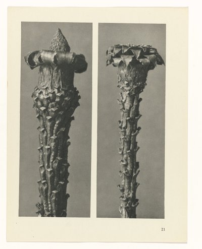 plan çalışması Sanat Arketipleri (dizi başlığı) by Karl Blossfeldt
