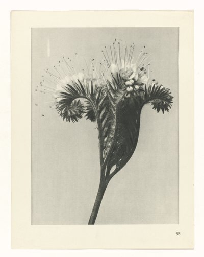 plan çalışması Sanat Arketipleri (dizi başlığı) by Karl Blossfeldt