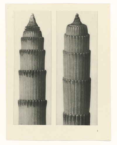 plan çalışması Sanat Arketipleri (dizi başlığı) by Karl Blossfeldt