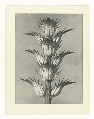 plan çalışması Sanat Arketipleri (dizi başlığı) by Karl Blossfeldt