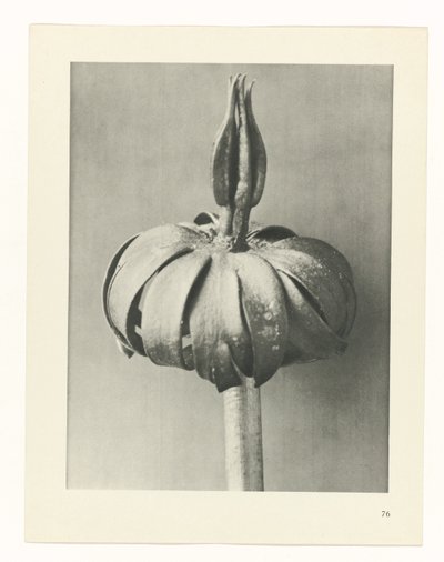 plan çalışması Sanat Arketipleri (dizi başlığı) by Karl Blossfeldt