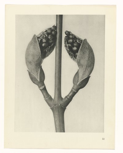 plan çalışması Sanat Arketipleri (dizi başlığı) by Karl Blossfeldt