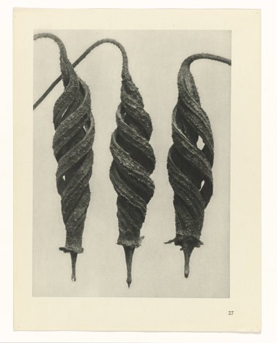 plan çalışması Sanat Arketipleri (dizi başlığı) by Karl Blossfeldt