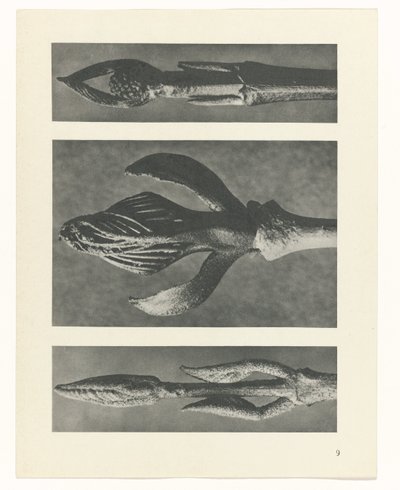 plan çalışması Sanat Arketipleri (dizi başlığı) by Karl Blossfeldt