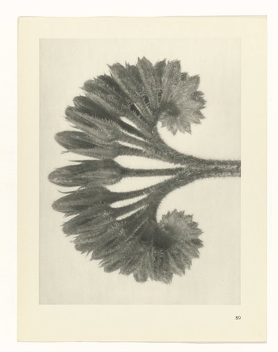 plan çalışması Sanat Arketipleri (dizi başlığı) by Karl Blossfeldt
