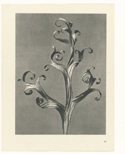 plan çalışması Sanat Arketipleri (dizi başlığı) by Karl Blossfeldt