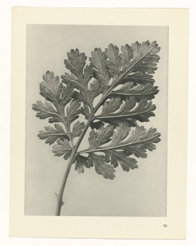plan çalışması Sanat Arketipleri (dizi başlığı) by Karl Blossfeldt