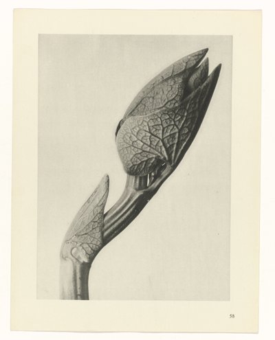 plan çalışması Sanat Arketipleri (dizi başlığı) by Karl Blossfeldt