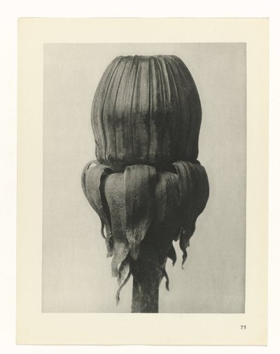 plan çalışması Sanat Arketipleri (dizi başlığı) by Karl Blossfeldt