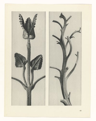 plan çalışması Sanat Arketipleri (dizi başlığı) by Karl Blossfeldt