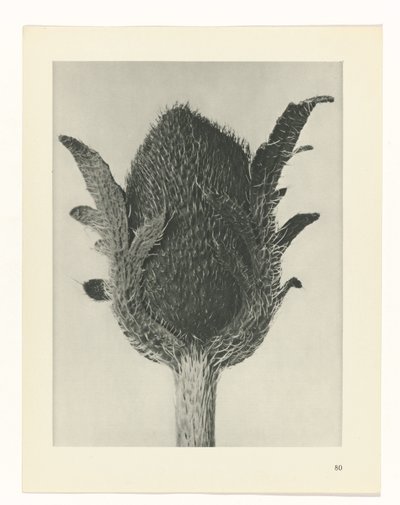 plan çalışması Sanat Arketipleri (dizi başlığı) by Karl Blossfeldt